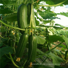 Suntoday Parthenocarpy tolerante a baixa 2-3 sementes de 10-12cm de efeito estufa híbrido F1 hybridcucumber (13012)